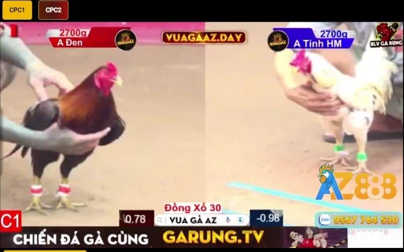 BLV Gà Rừng chuyên bình luận đá gà tại bồ CPC2 và CPC3 BLV Gà Rừng chuyên bình luận đá gà tại bồ CPC2 và CPC3