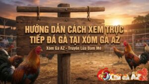 Hướng dẫn xem đá gà XomGaAZ cho người ở nước ngoài