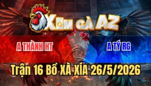 Trận 16 Xà Xía 26/5/2026: Gà Bướm Anh Tý Nhỏ Mà Đâm Không Bỏ Chân Nào