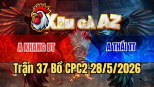 Trận 37 CPC2 28/5/2026: Gà Chuối Nhỏ Xác Nhưng Đá Cựa Bao Uy Tín