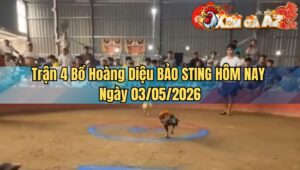Trận 4 Bồ Hoàng Diệu BẢO STING HÔM NAY Ngày 03/05/2026