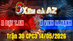 Trận 30 CPC3 14/05/2026 - Anh Vinh Mỹ Hạnh Đá Đòn Cựa Quá Hiểm