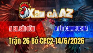 Trận 26 CPC2 15/6/2026: Gà Que Đá Phát Nào, Điều Sổ Huyết Phát Đó