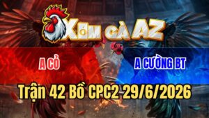 Trận 42 Bồ CPC2 29/6/2026 - Điều Đá 1 Đao Đâm Như Phim Cú Chết Ngọt Sớt