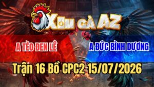 Trận 16 CPC2 15/7/2026: Gà Cú Bảo Sting Thua Trên Thế Thắng Quá Đau